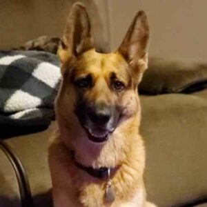 Robert's Dog