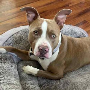 Beau's dog