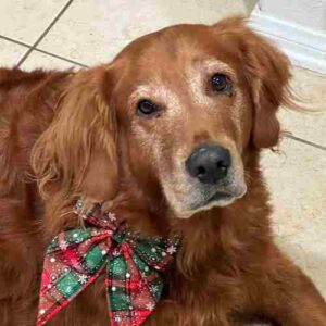 Lisa Marie's Dog