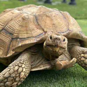 Chuck's Pet Turtle